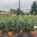 Jedľa jednofarebná (Abies concolor) - výška 80-90 cm, kont. C12L